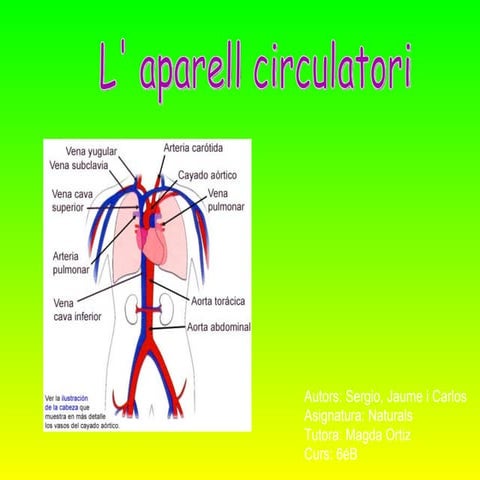 L'aparell circulatori