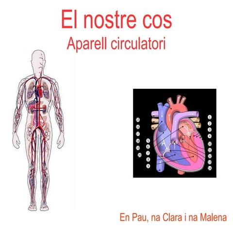 L'aparell circulatori