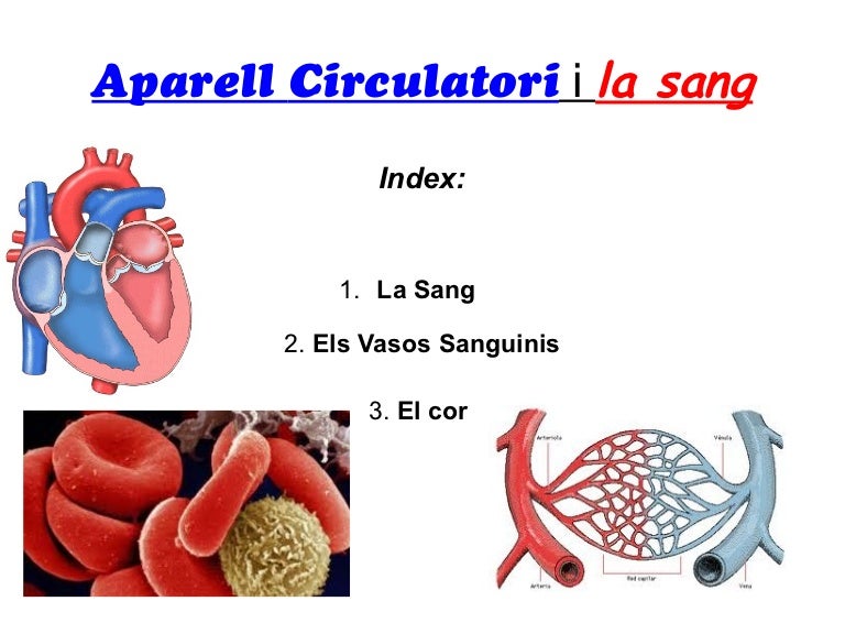 L'aparell circulatori i la sang
