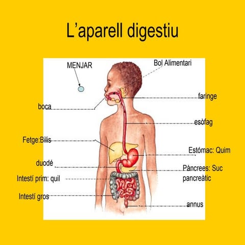 L’Aparell Digestiu