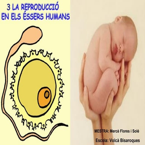 L'aparell reproductor dels éssers humans