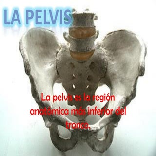 La pelvis
