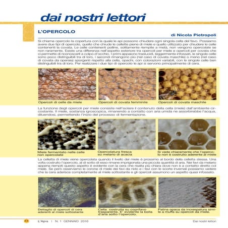 L'apis n 1 gennaio 2016 opercolo | PDF