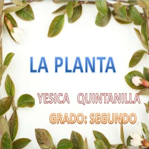 La planta