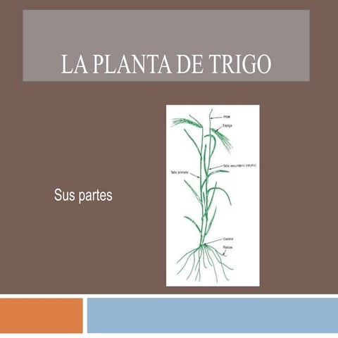La planta de trigo