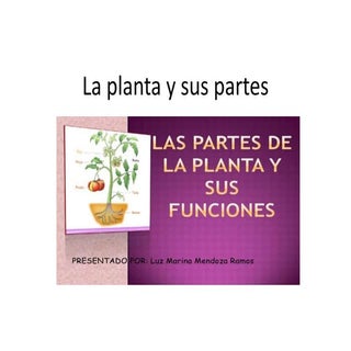 La planta y sus partes