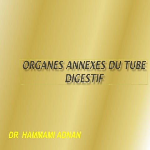 L'appareil digestif 2   organes annexes