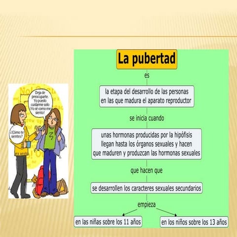 La pubertad y adolescencia