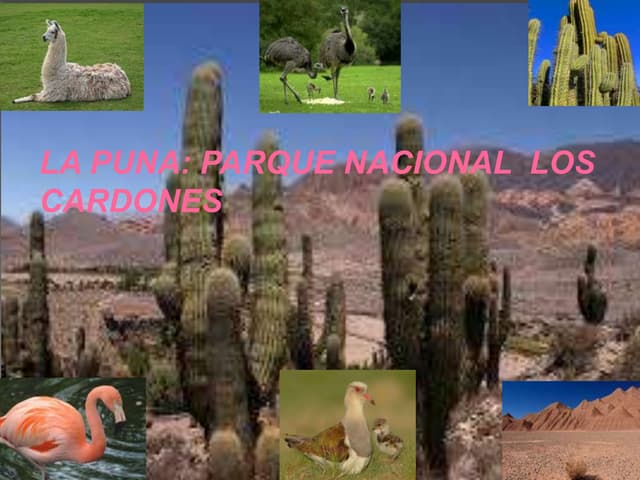 La puna leila_martina_y_azul3