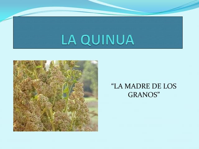 La quinua
