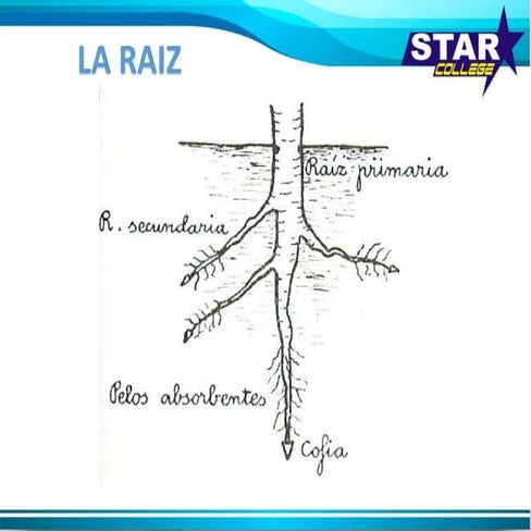La raiz | PPTX