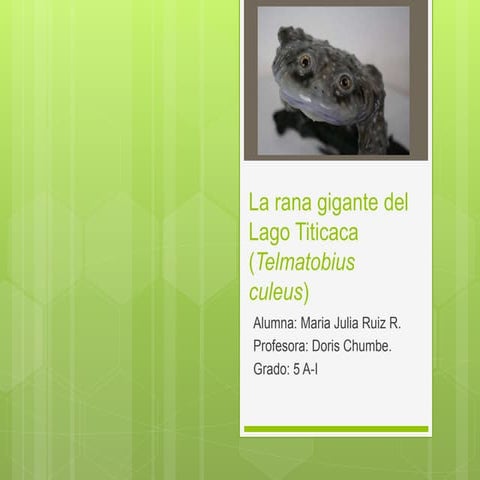 La rana gigante del lago titicaca | PPTX