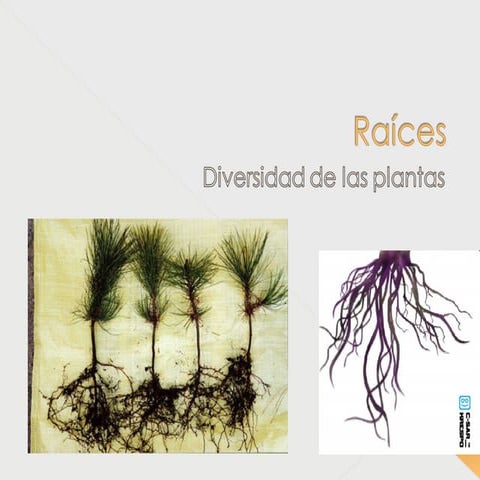 Clases y funciones de la raíz | PPTX