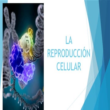 lLA REPRODUCCIÓN CELULAR EN PROCRIOTAS Y EUCARIOTAS
