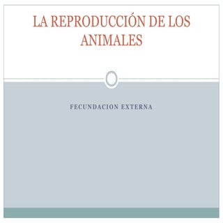 La reproducción de los animales