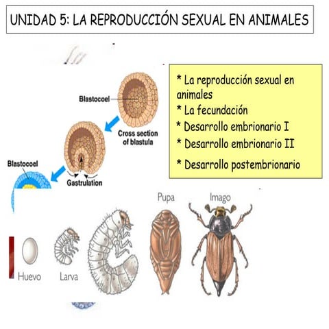La reproducción sexual en animales y plantas 2013 | PPT