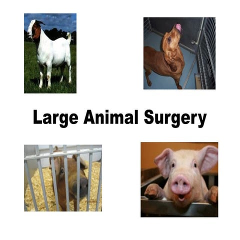 Veterinary Large animal surgery  at glance