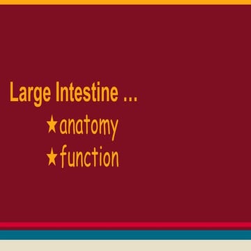 Large intestine
