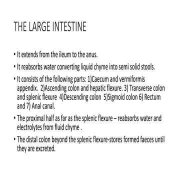 Veterinary anatomy of intestine | PPTX