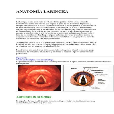 Laringe anatomia. resumen