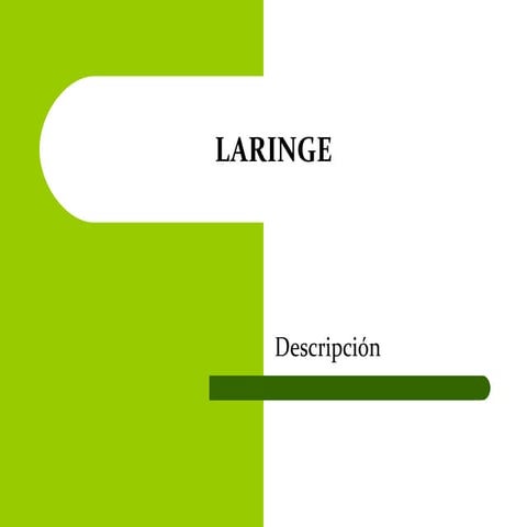 Laringe 11