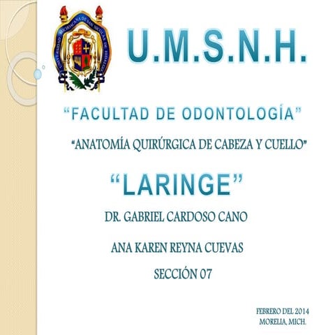 Anatomía de la laringe