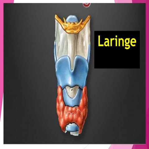 laringe.pdf