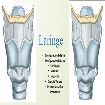 Anatomía de la Laringe | PPTX