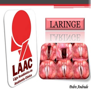 Laringe   ligamento vocal 