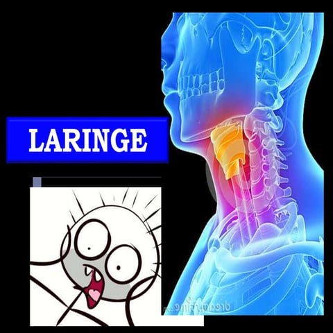 LARINGE TEORIA