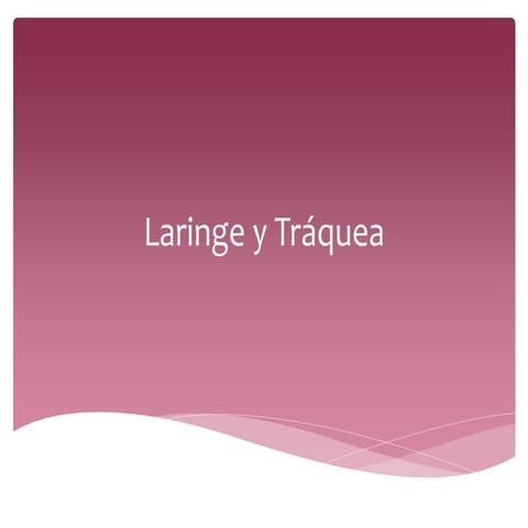 anatomia de la laringe y tráquea