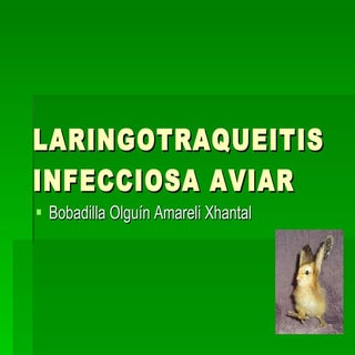 Laringotraqueitis infecciosa aviar