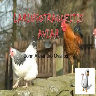LARINGOTRAQUEITIS AVES