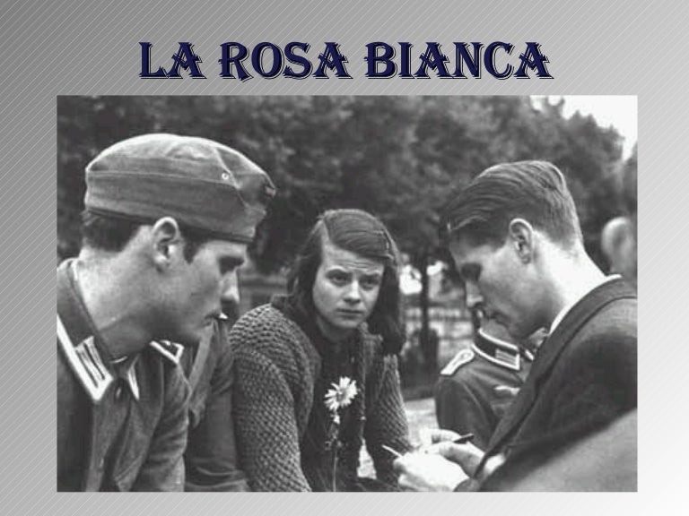 La rosa bianca