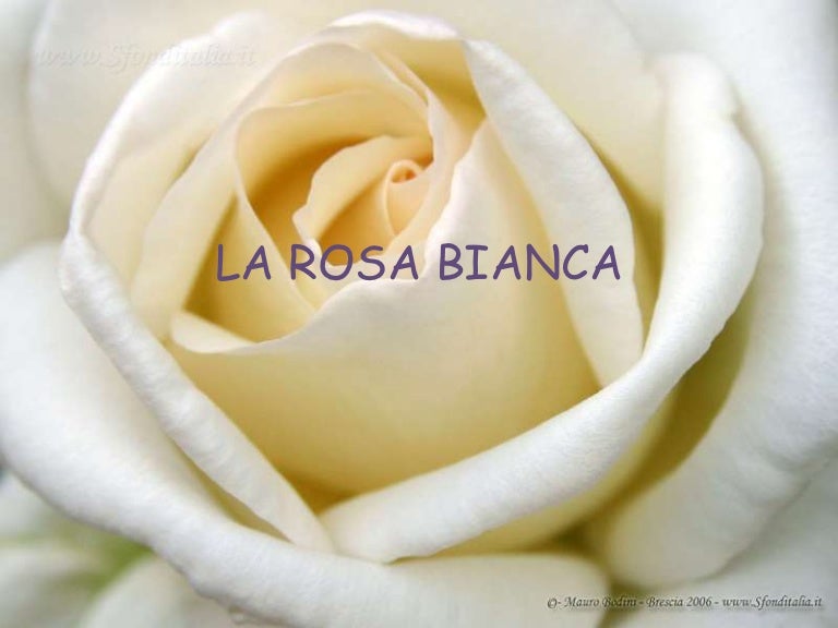 La rosa bianca