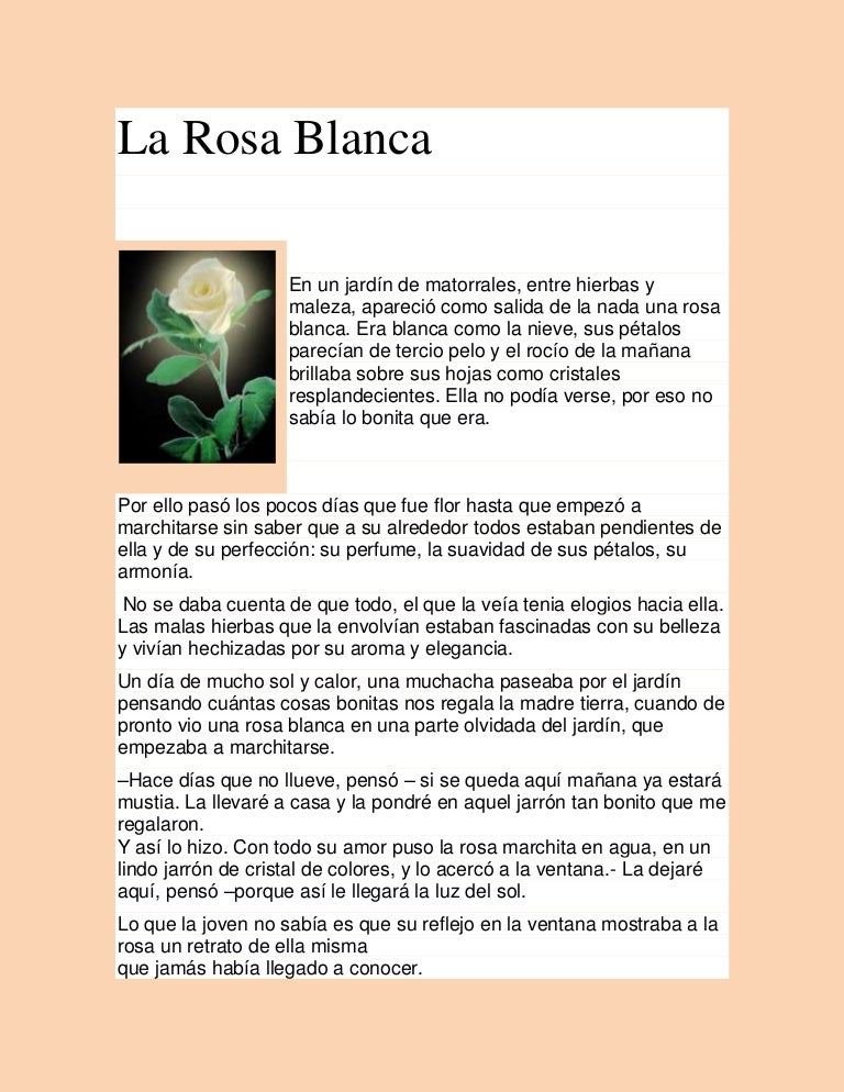 La rosa blanca