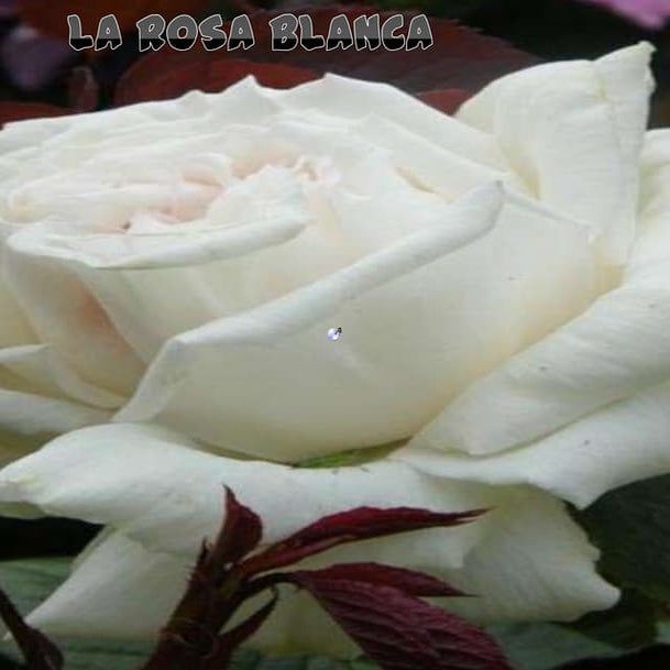 Cuento rosa blanca autoestima | PPSX