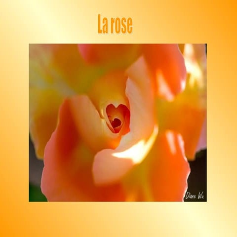 La rose