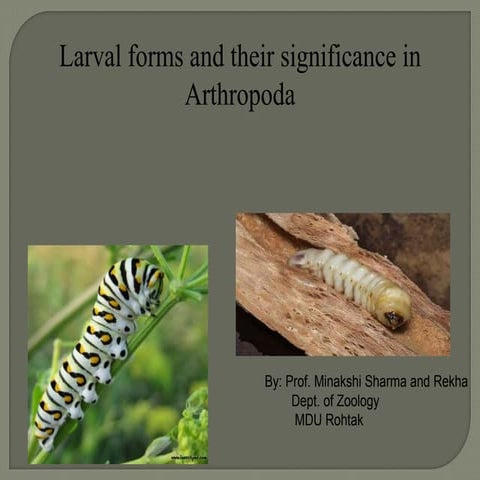 Larval forms and their significance in arthropoda