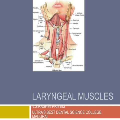 Laryngeal Muscles