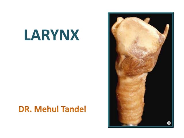 Larynx Anatomy