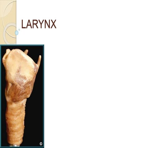 LARYNX FINAL.pptx