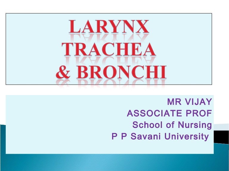 larynx trachea bronchi plural form of larynx