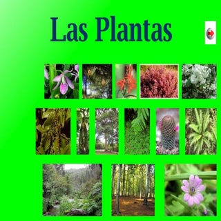 LAS PLANTAS