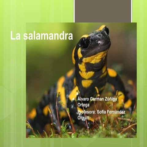 La salamandra