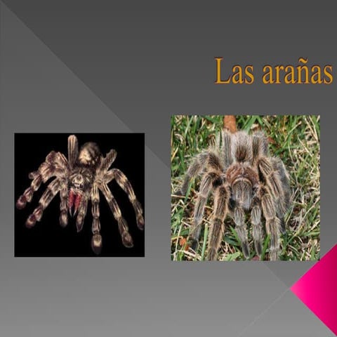 Las arañas.ppt clasificación y organizador gráfico para resumir ideas princip...