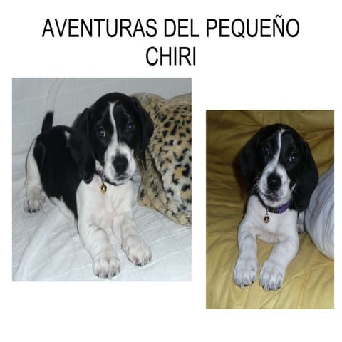 Las aventuras del pequeño chiri