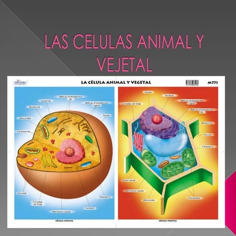 Las celulas animal y vejetal