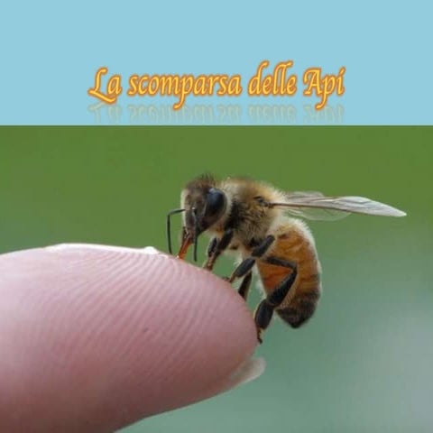 La Scomparsa Delle Api