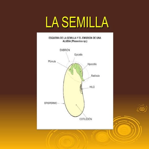 La semilla